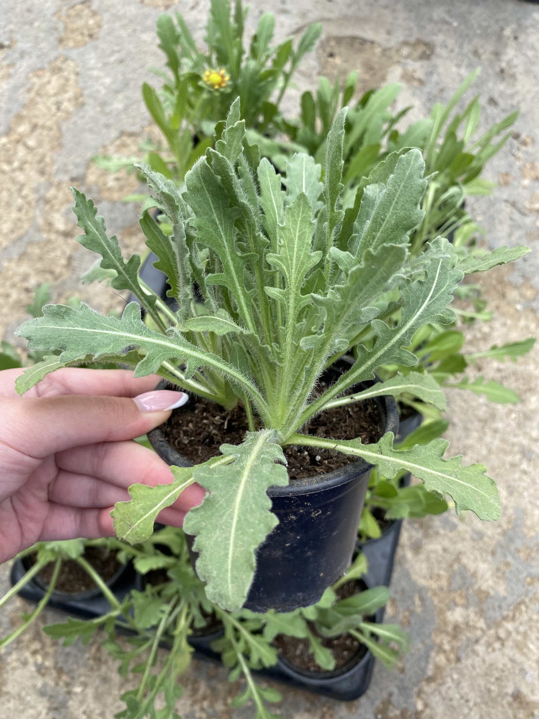 Гайлардия /Gaillardia/