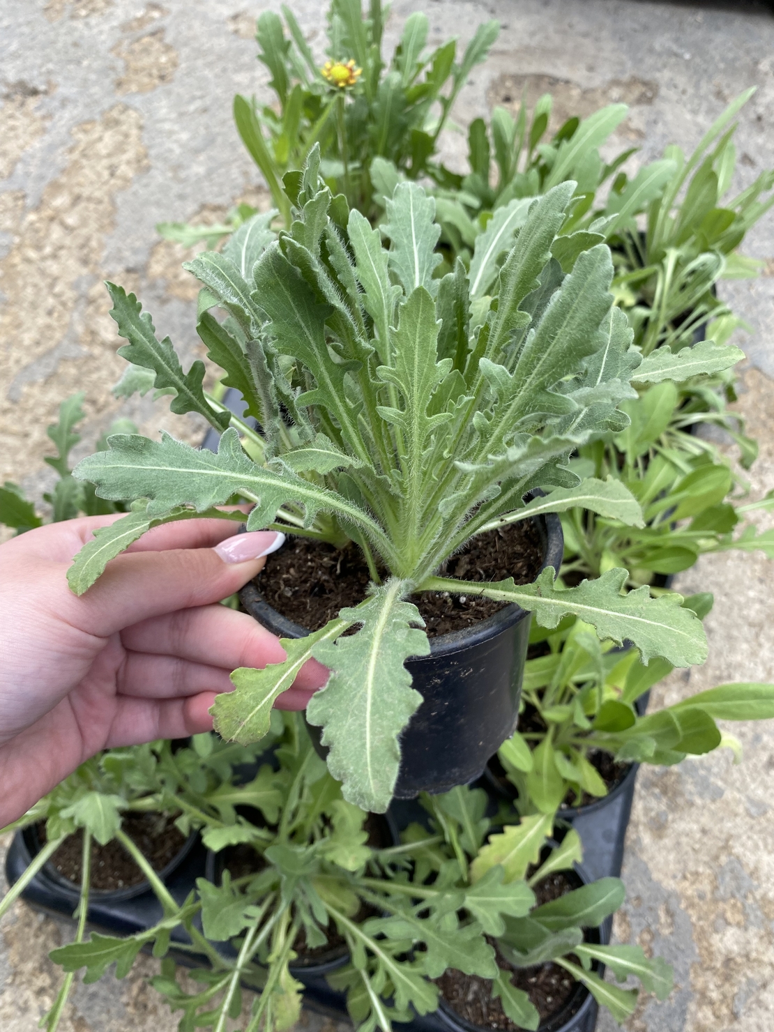 Гайлардия /Gaillardia/