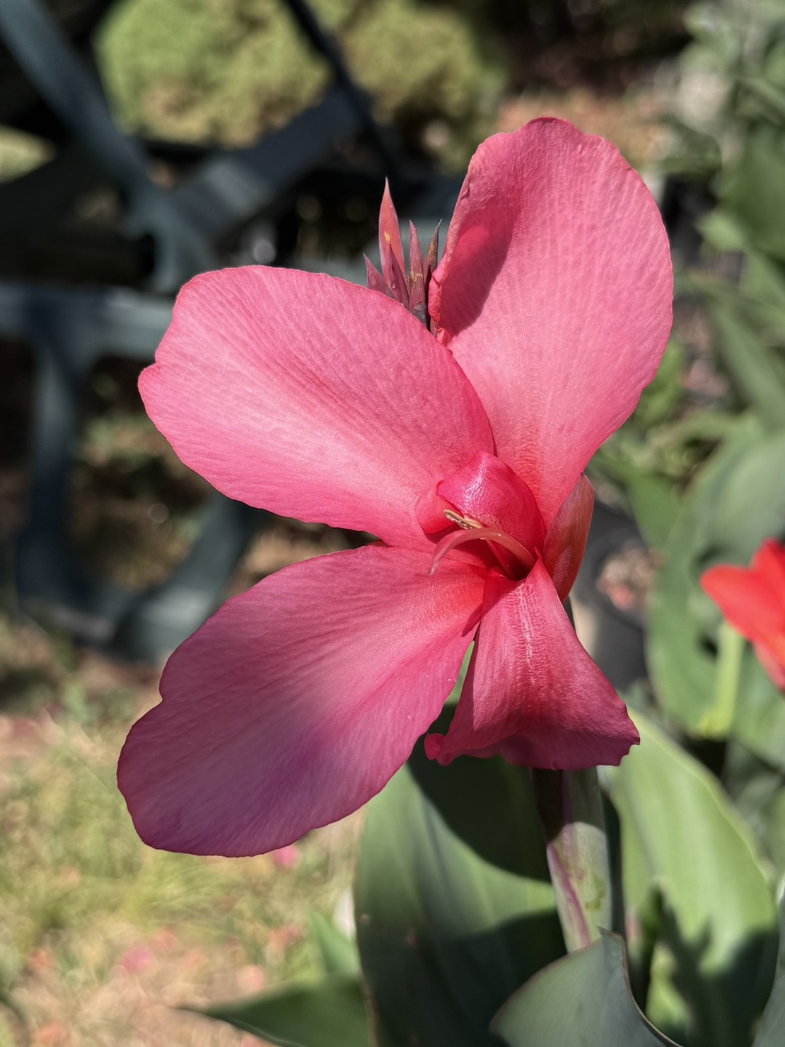 Кана / Canna CANNOVA