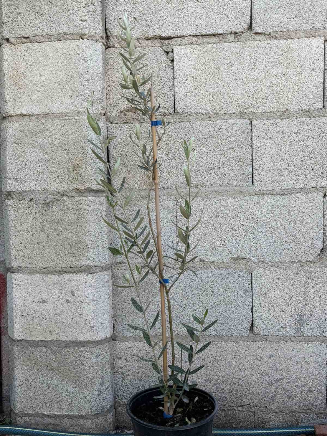 Маслина (Olea europaea)