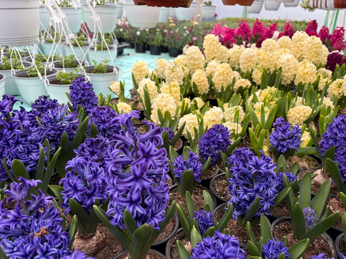 Зюмбюл Blue Jacket в саксия - единичен