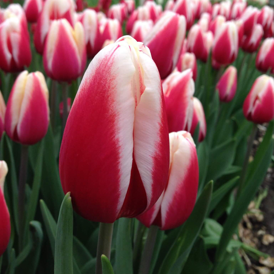 Лале Timeless в саксия - единично