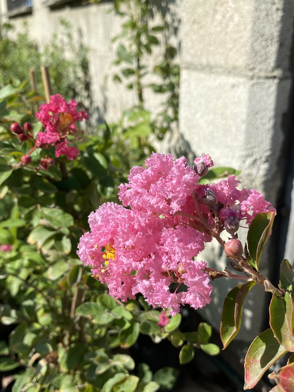 Индийски люляк - Lagerstroemia indica