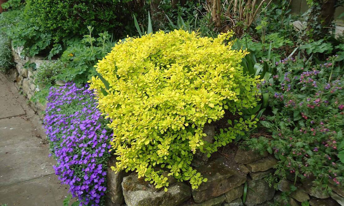 Берберис Тунберга ‘Aurea’ (Berberis thunbergii ‘Aurea’)