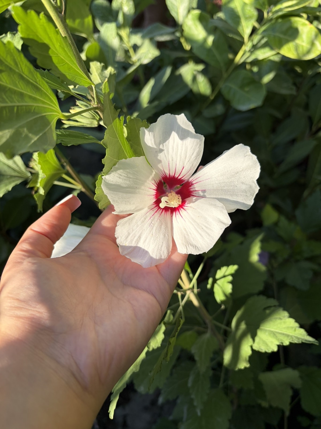 Дървовидна ружа - Hibiscus syriacus