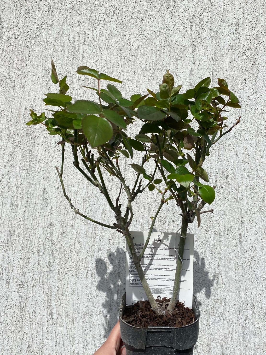ELLE® Meibderos