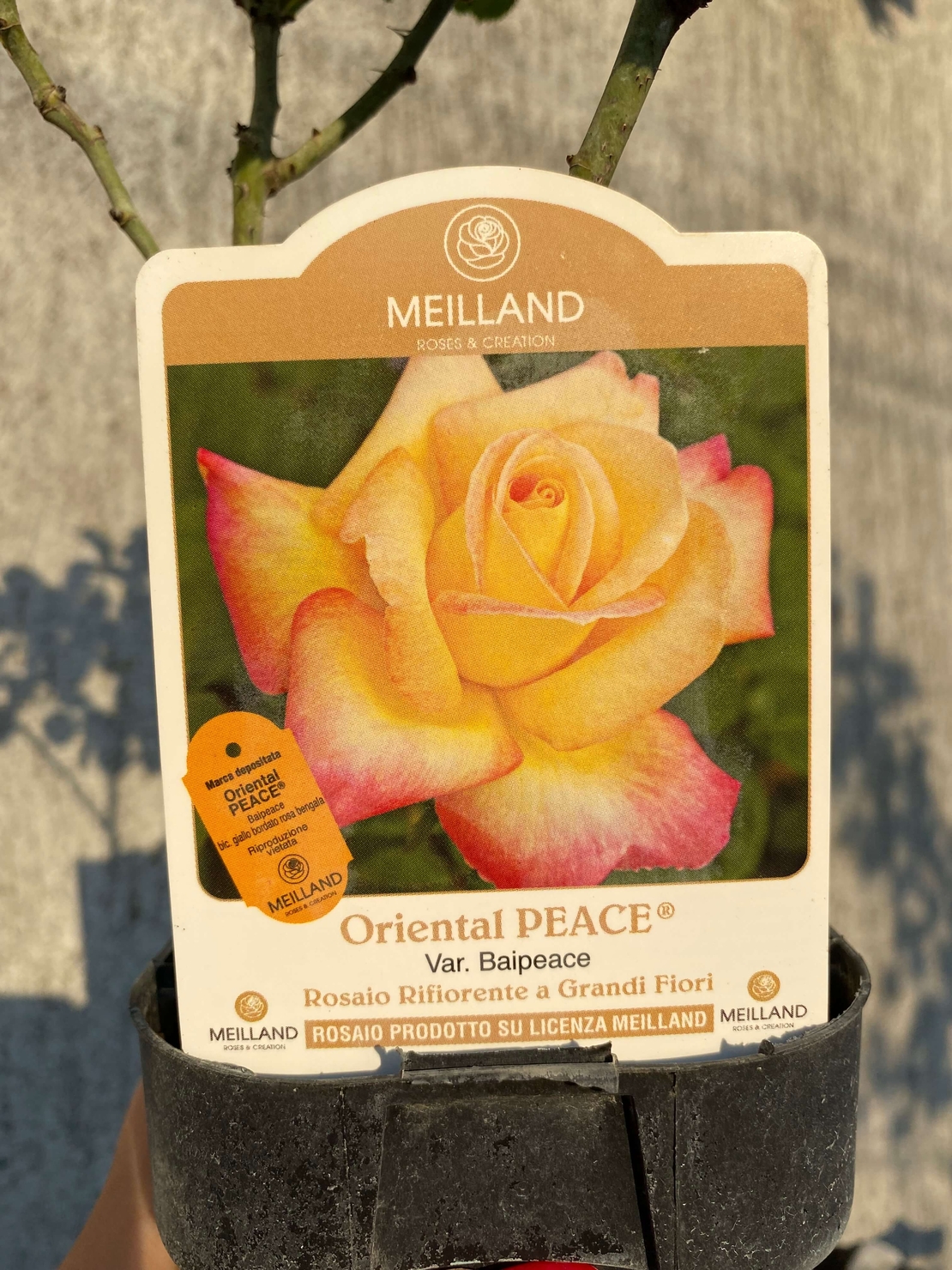 Oriental PEACE® Baipeace