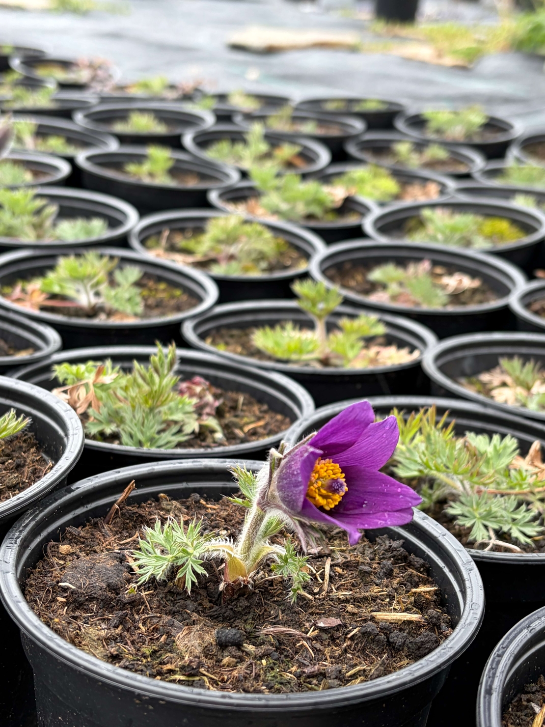 Pulsatilla vulgaris ‘Blaue Glocke’ (Съсънка)