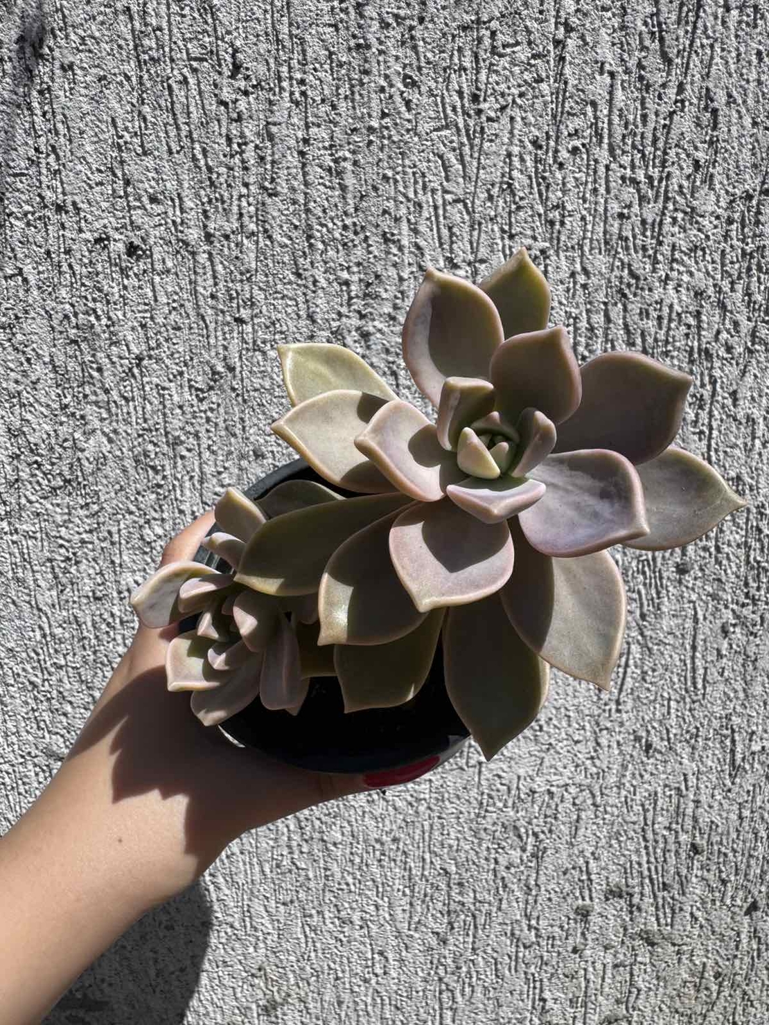 Сукулент Graptopetalum paraguayense - голям
