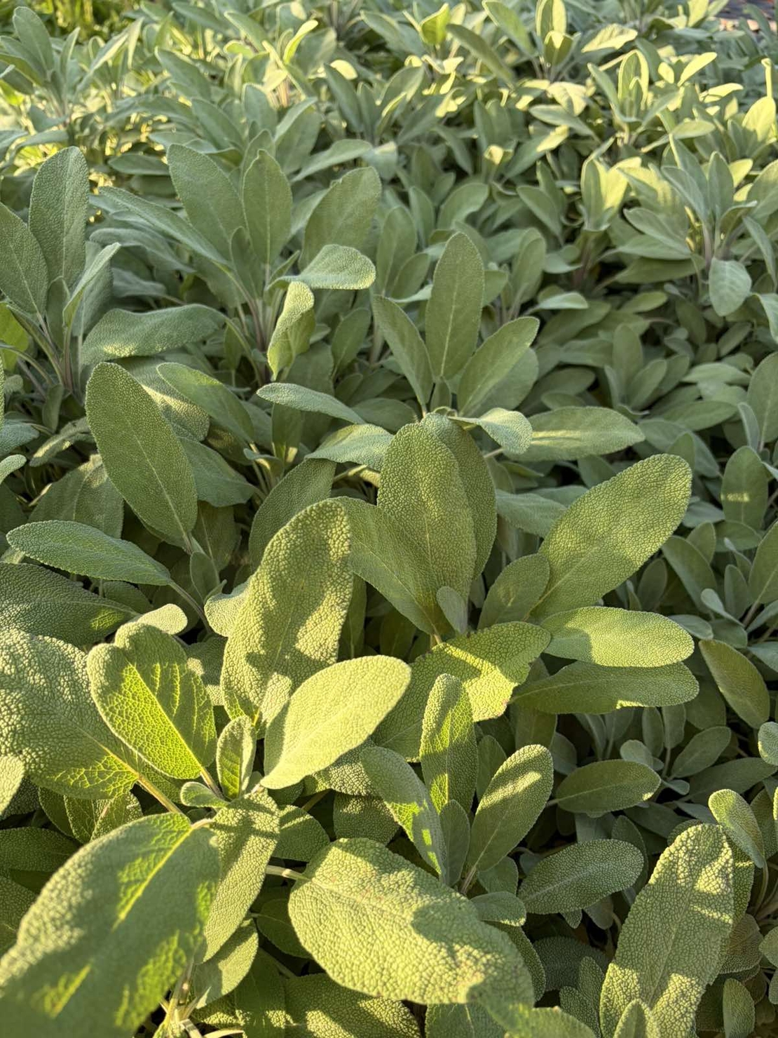 Салвия / Salvia forte imp.