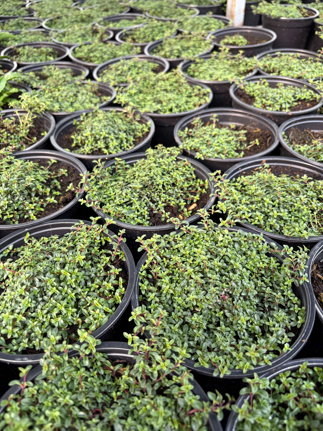 Пълзяща мащерка