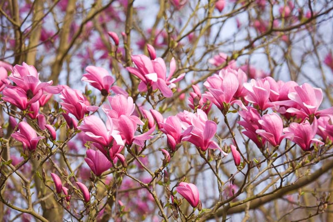 Магнолия „Galaxy“ (Magnolia × soulangeana ‘Galaxy’)