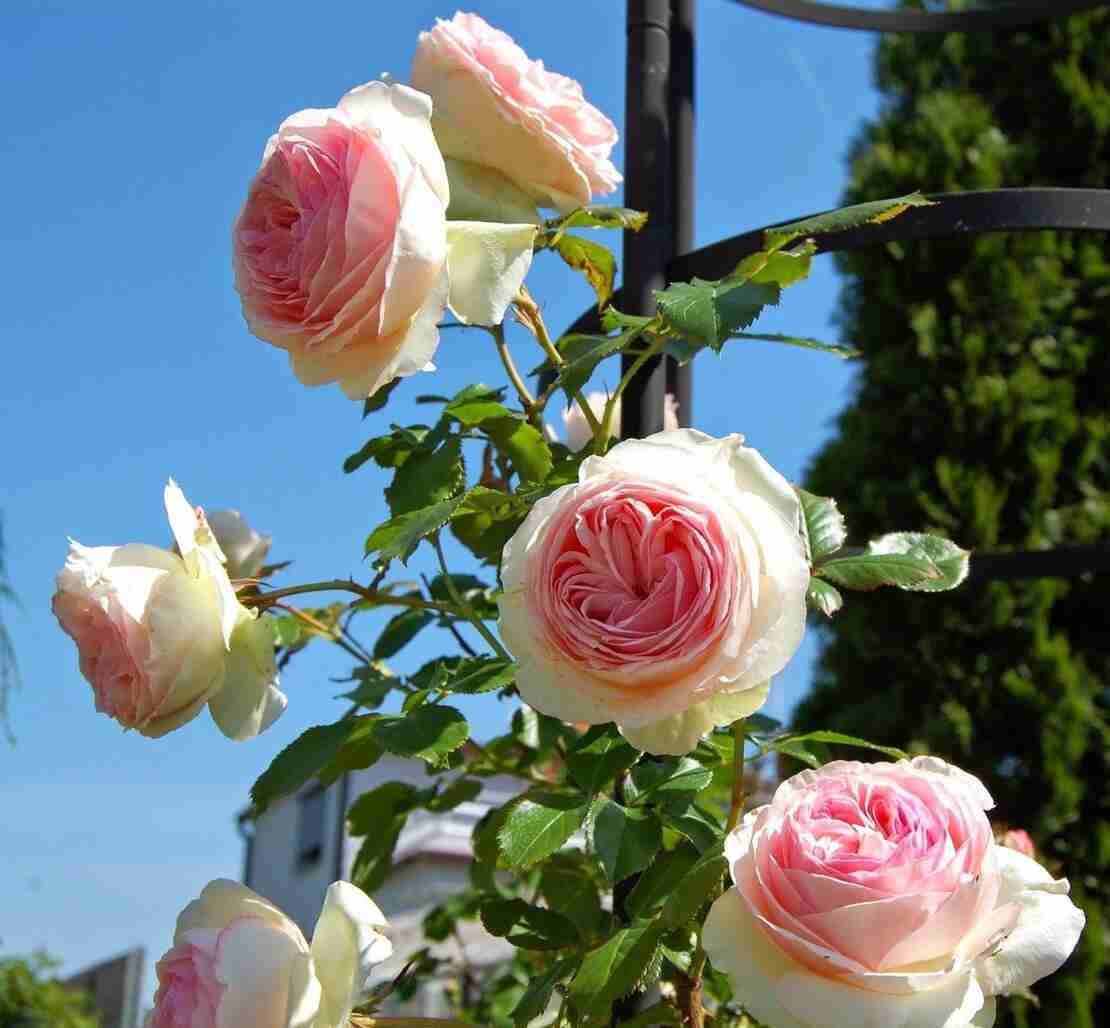 EDEN ROSE® Meiviolin/ GPT. EDEN ROSE Pierre De Ronsard ®