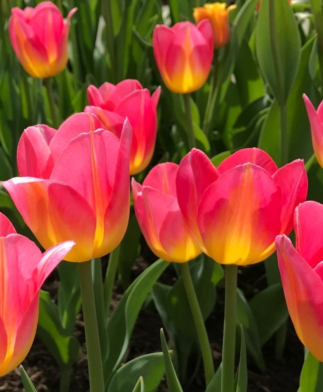 Лале Tom Pouce в саксия - единично