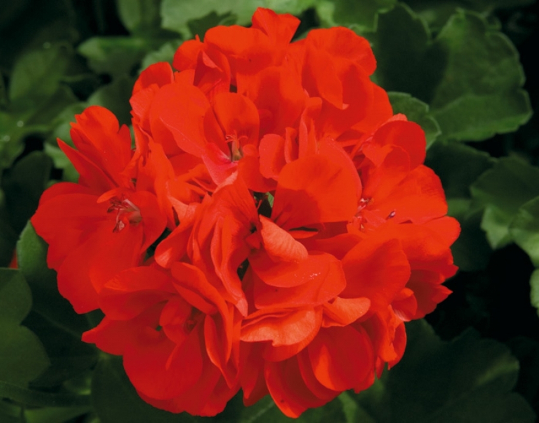 Кичесто сакъзче - Royal Fire