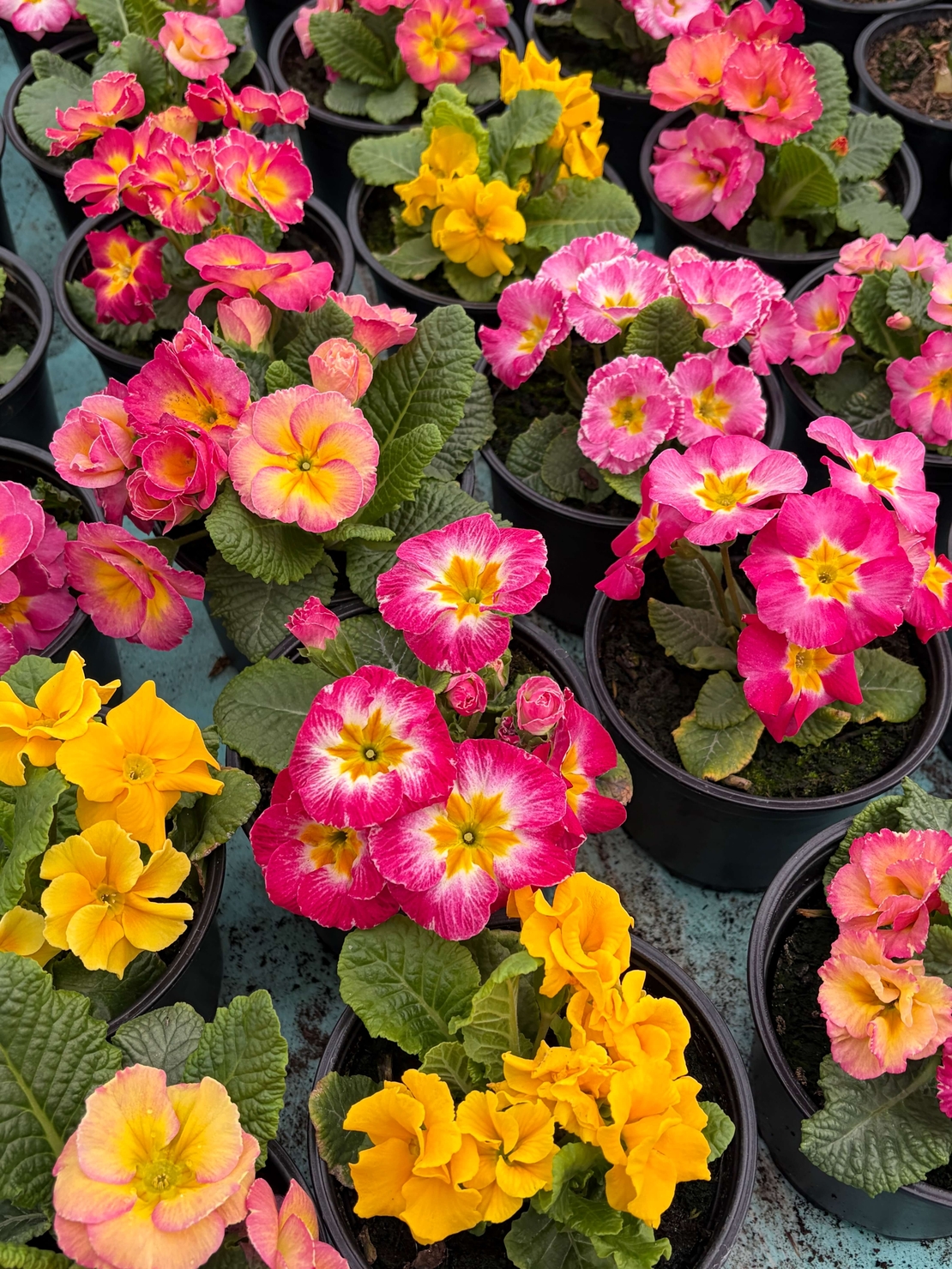 Кичеста иглика, тип розичка