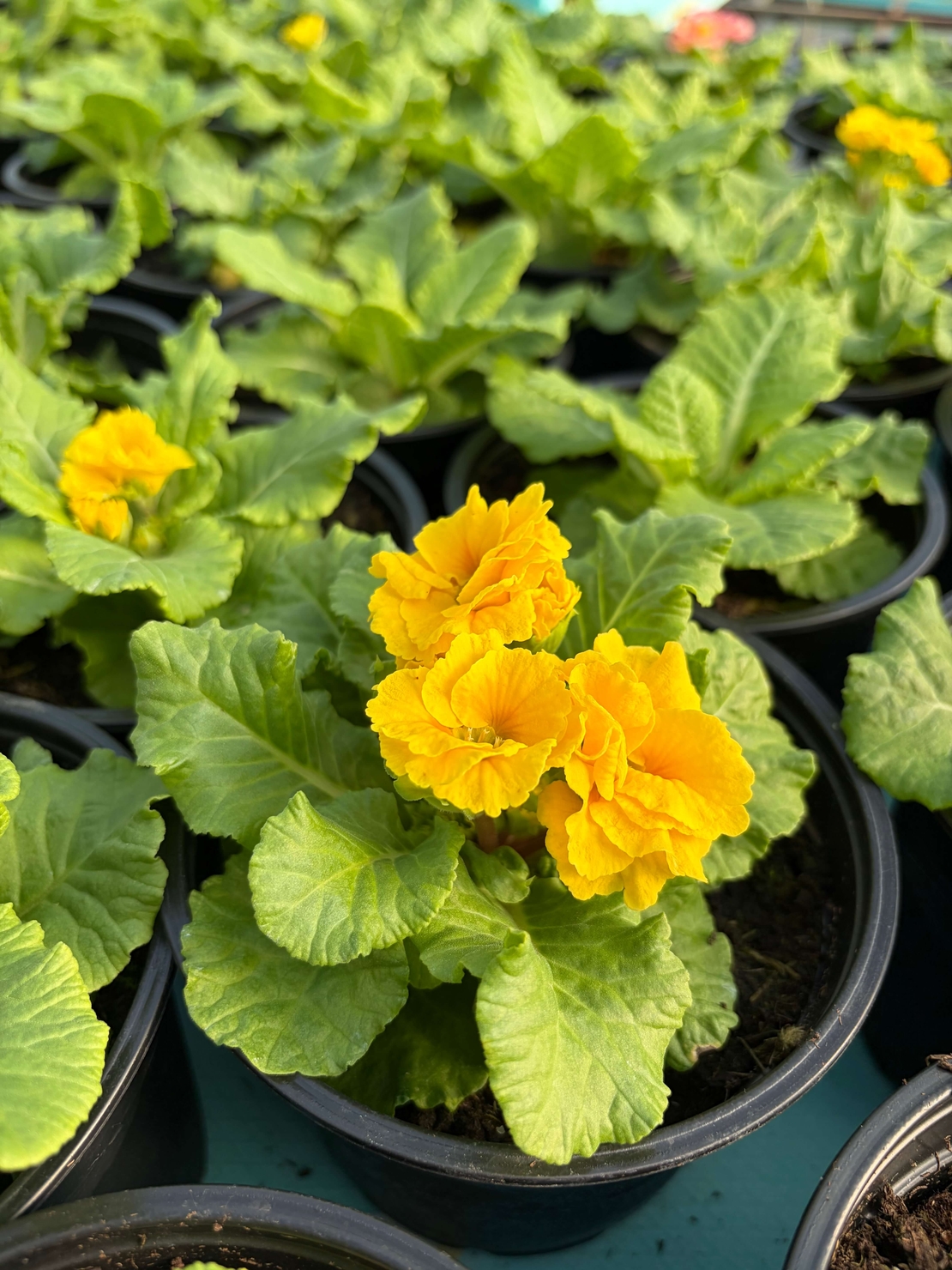 Кичеста иглика, тип розичка