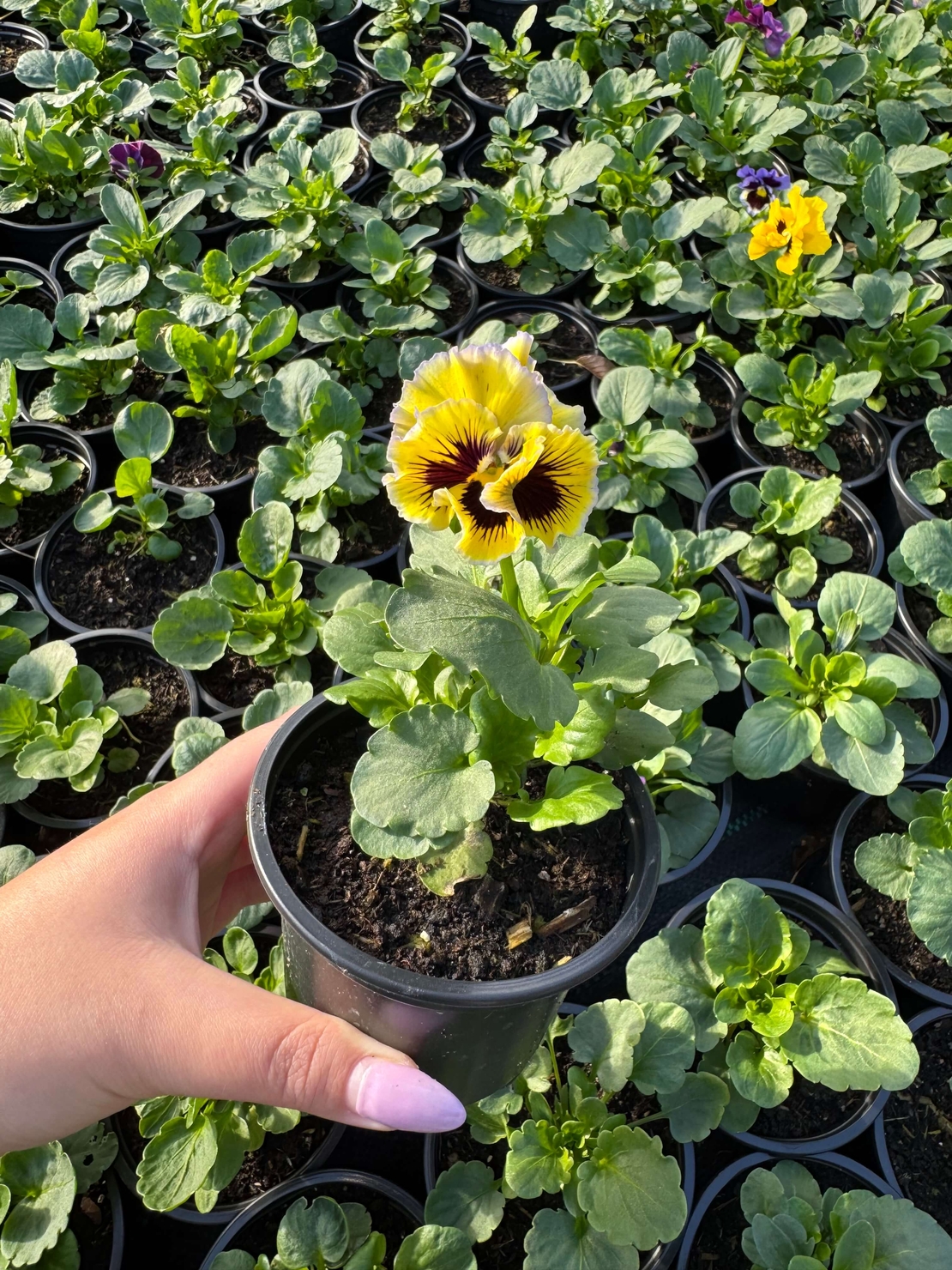 Къдрави теменужки