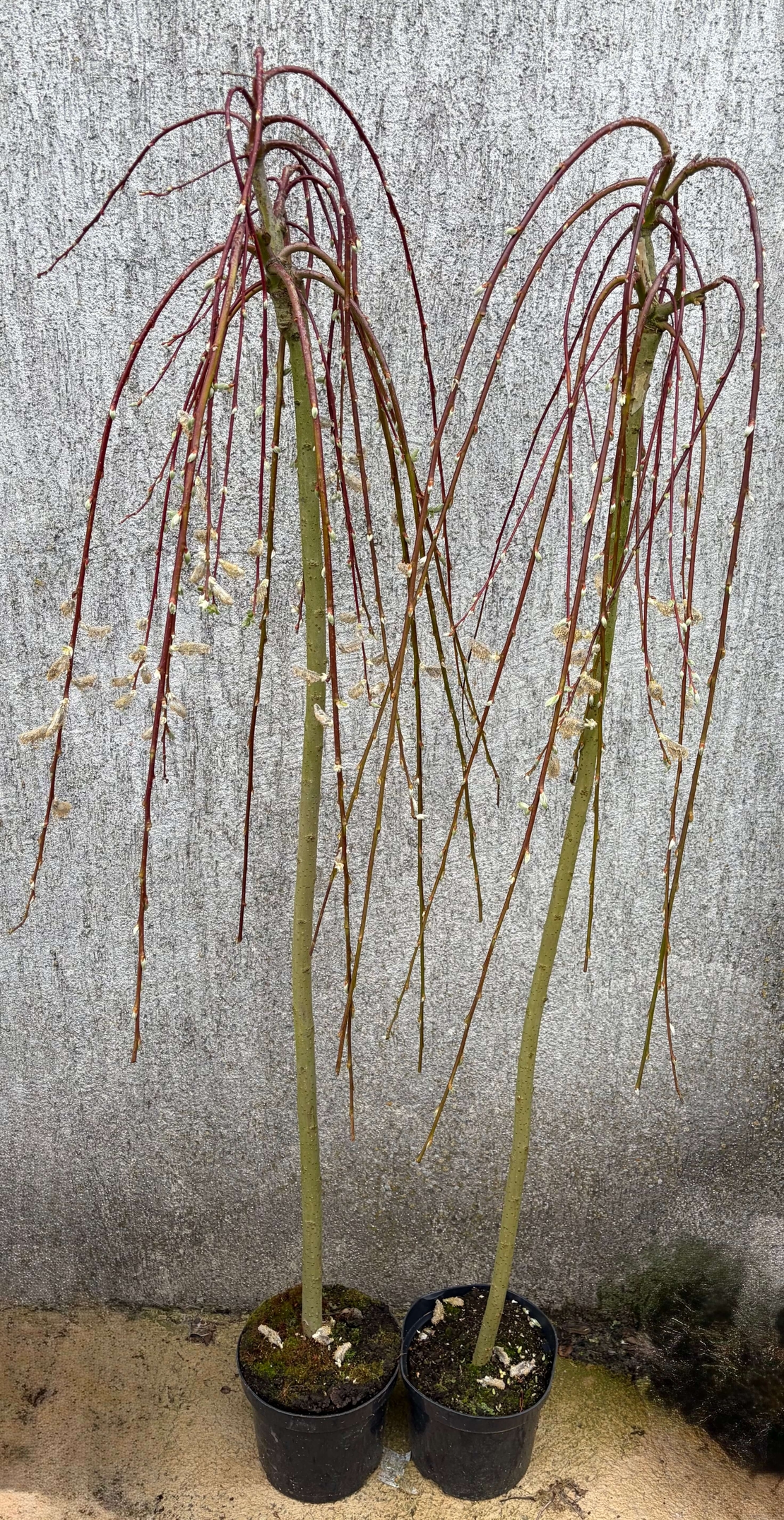 Плачеща върба – Salix caprea 'Kilmarnock'