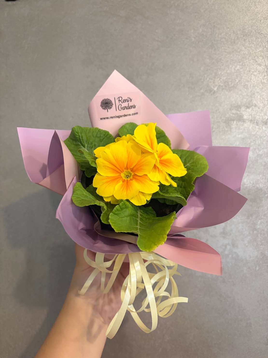 Опаковане на цвете в саксия за подарък