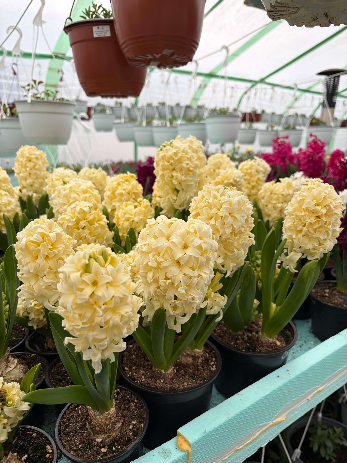 Зюмбюл City of Haarlem в саксия - единичен