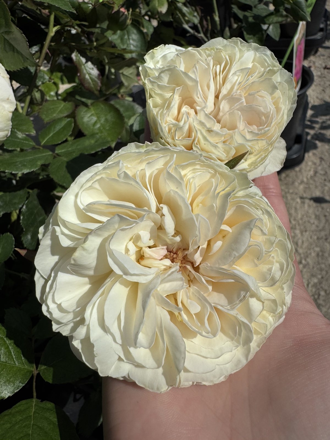 Palais Royal - White Eden Rose®