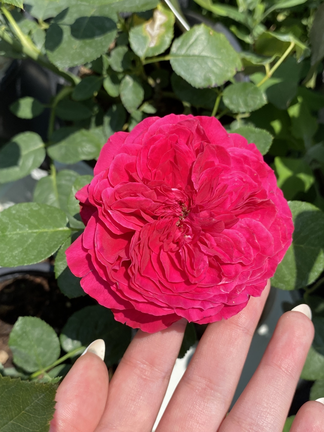 Gpt Red Eden Rose® (Eric Tabarly®)