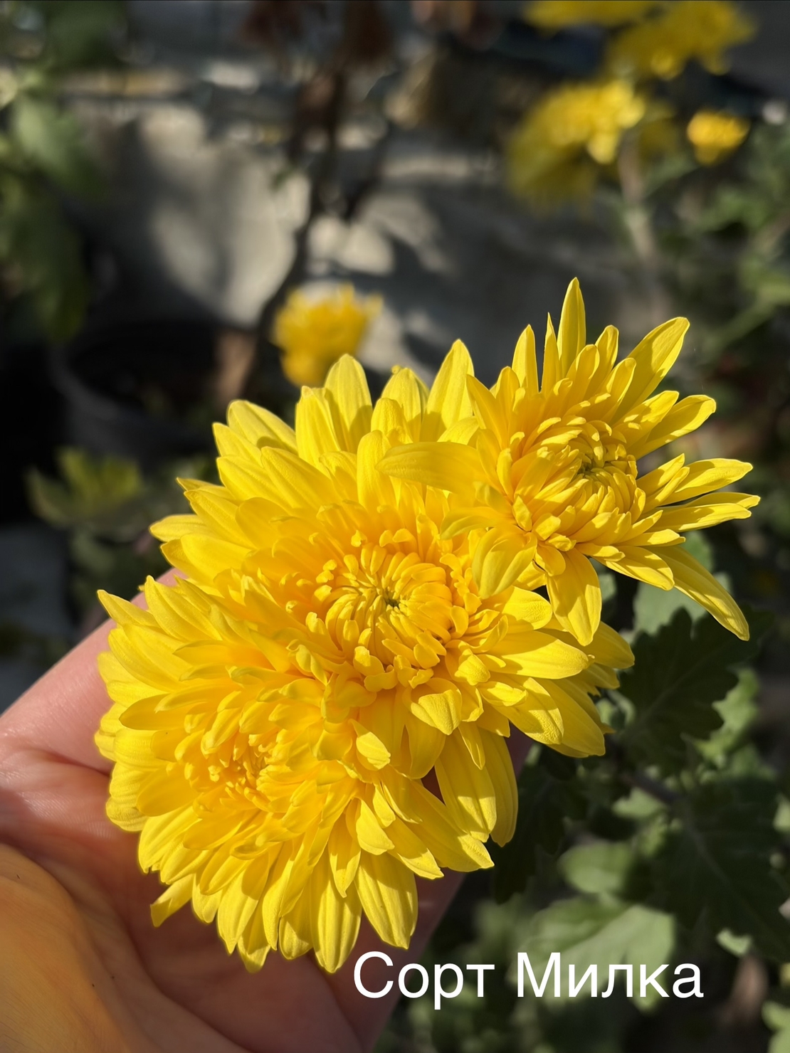 Бългрски хризантеми - различни сортове