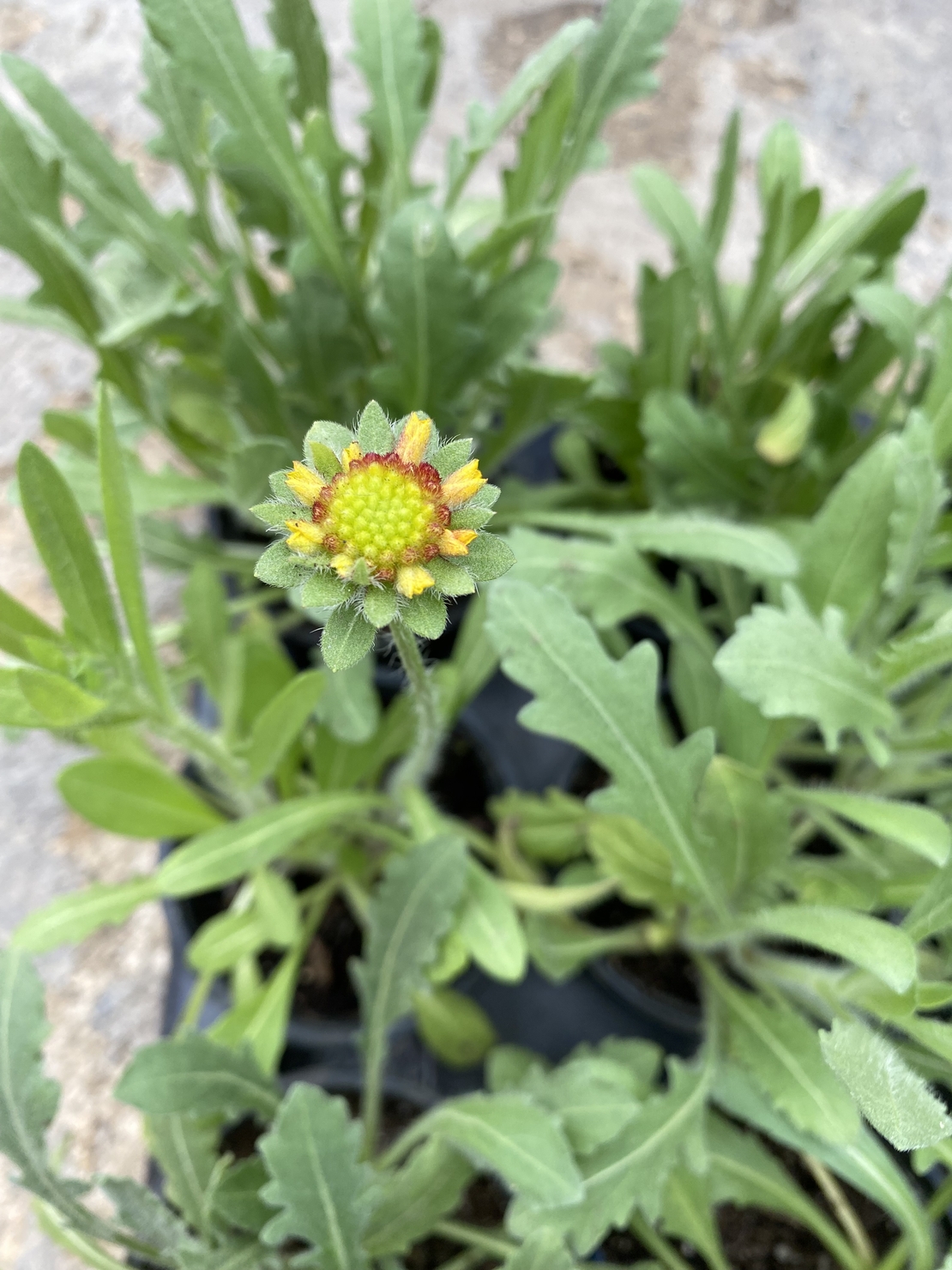 Гайлардия /Gaillardia/