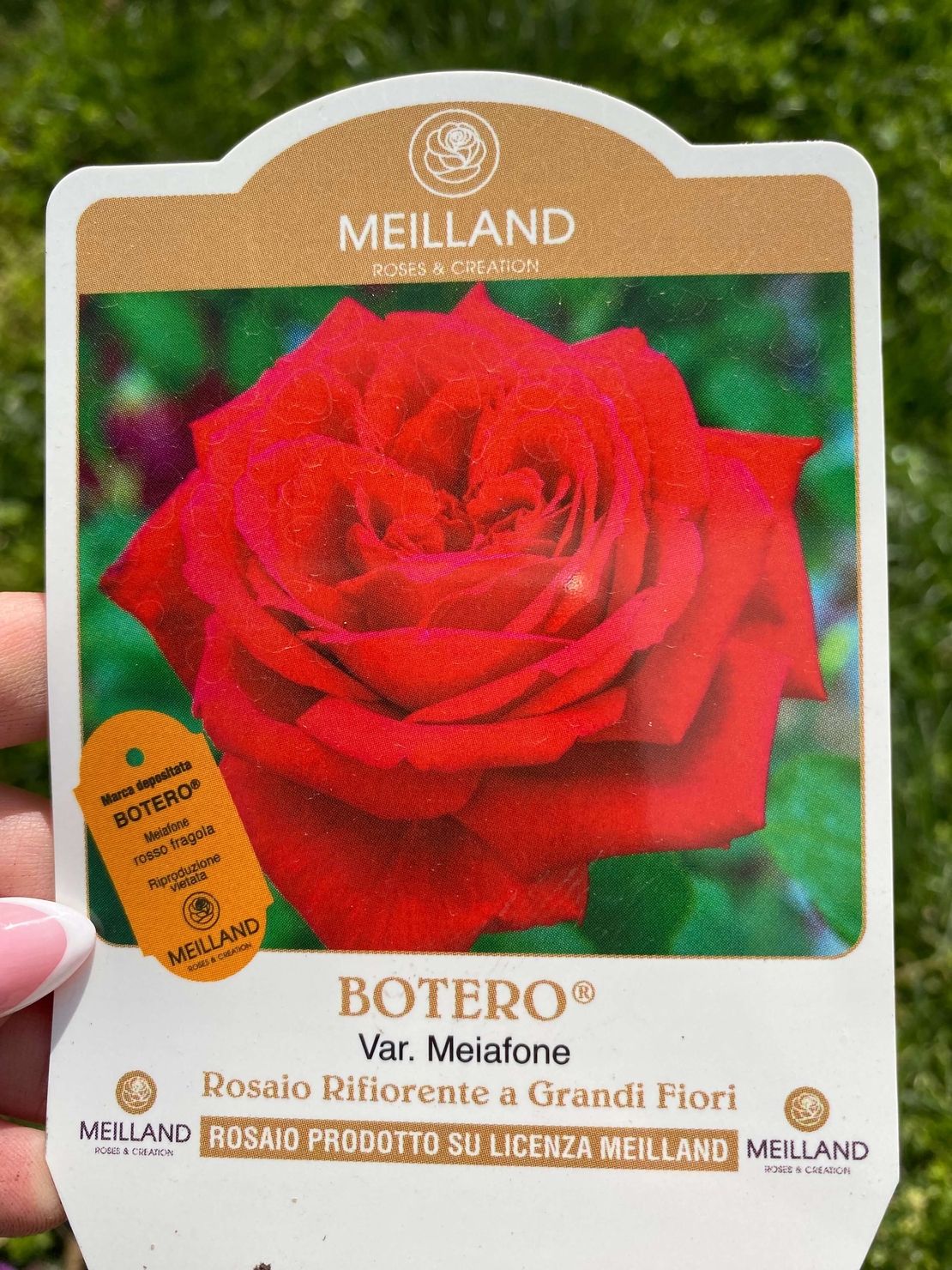 BOTERO® Meiafone