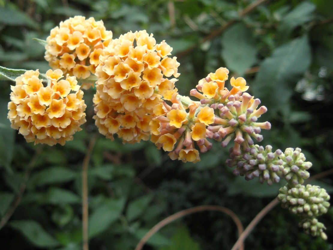 Будлея 'Sungold' Buddleja × weyeriana 'Sungold'