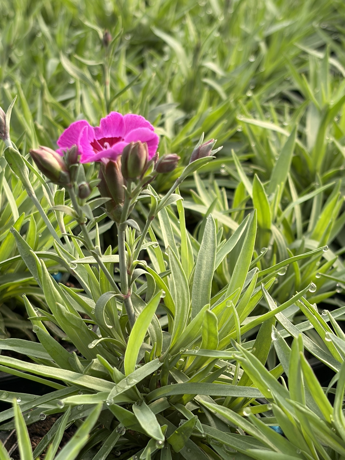 Каскаден ароматен карамфил