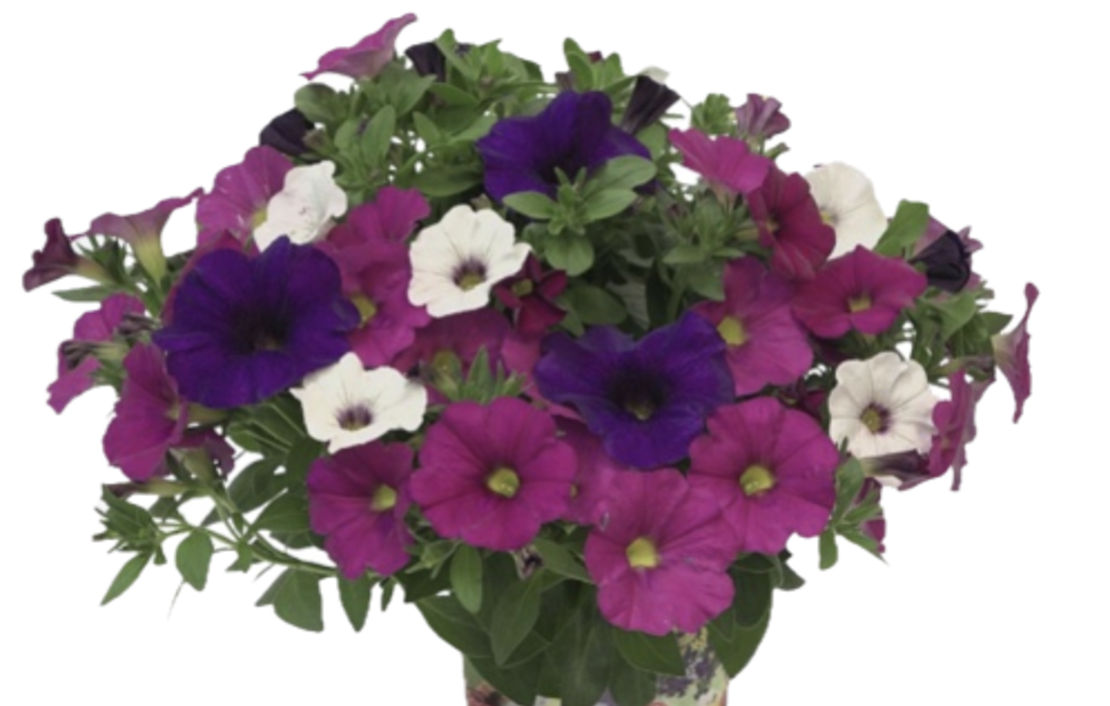 Петуния - тройка (The Power Sisters)