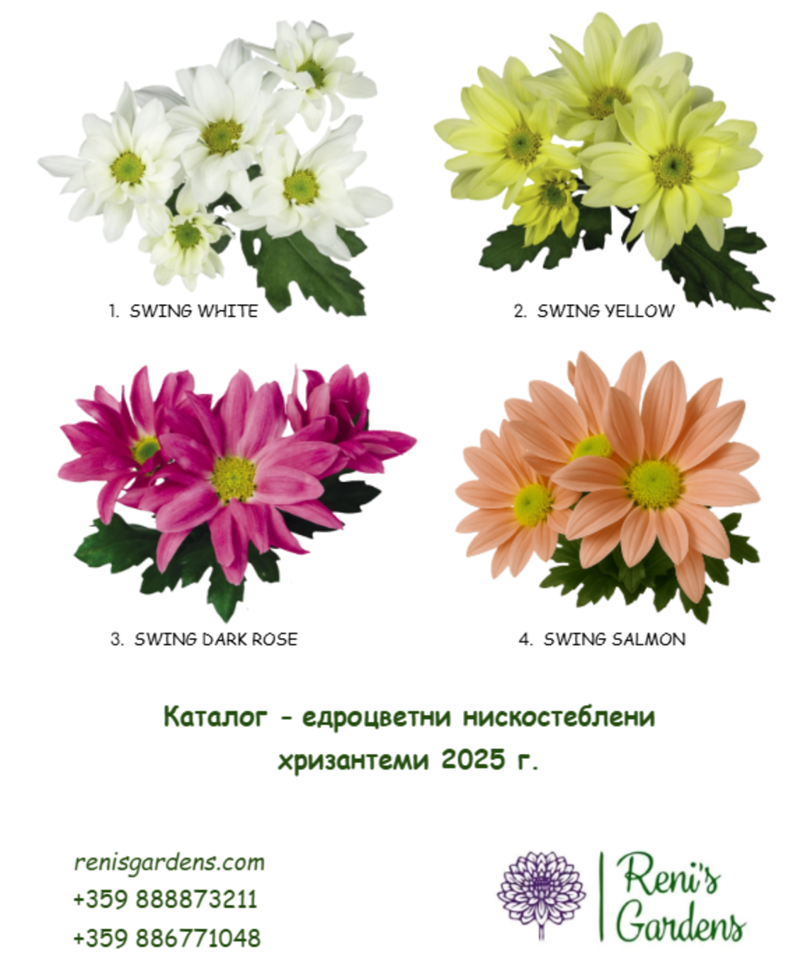 Едроцветни нискостеблени хризантеми
