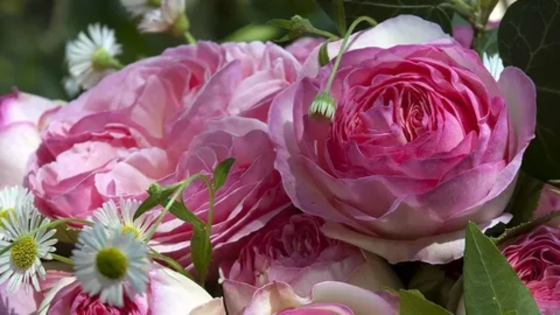 EDEN ROSE® Meiviolin/ GPT. EDEN ROSE Pierre De Ronsard ®