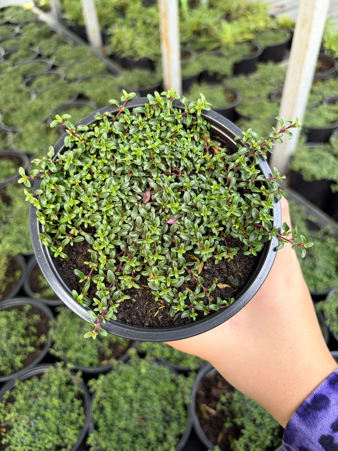 Пълзяща мащерка