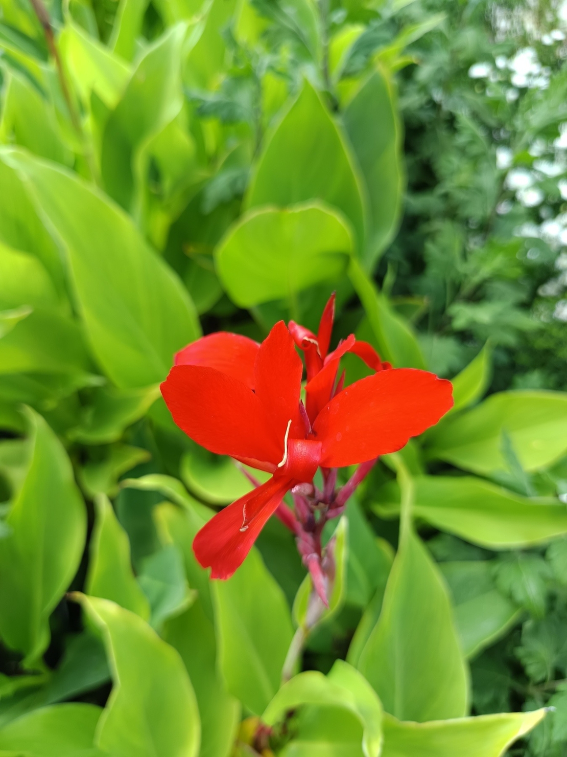 Кана индика (Canna Indica)