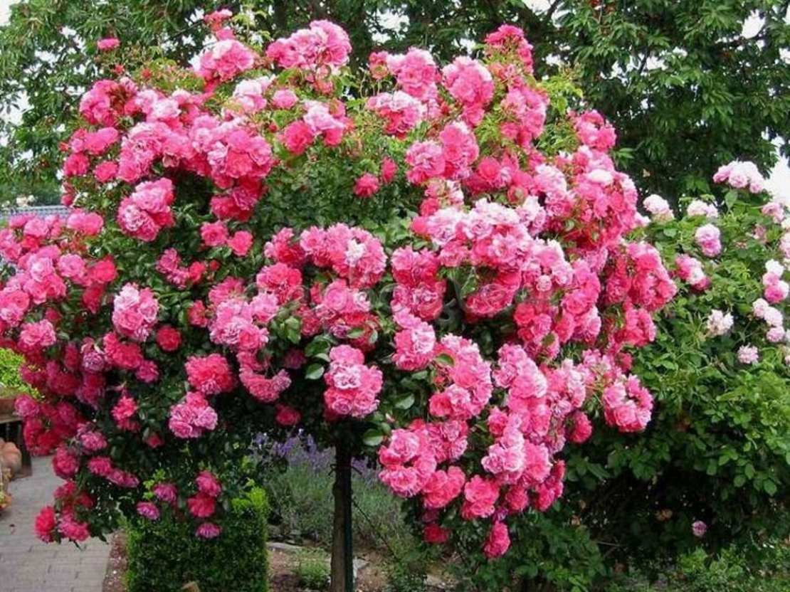 Плачещи рози