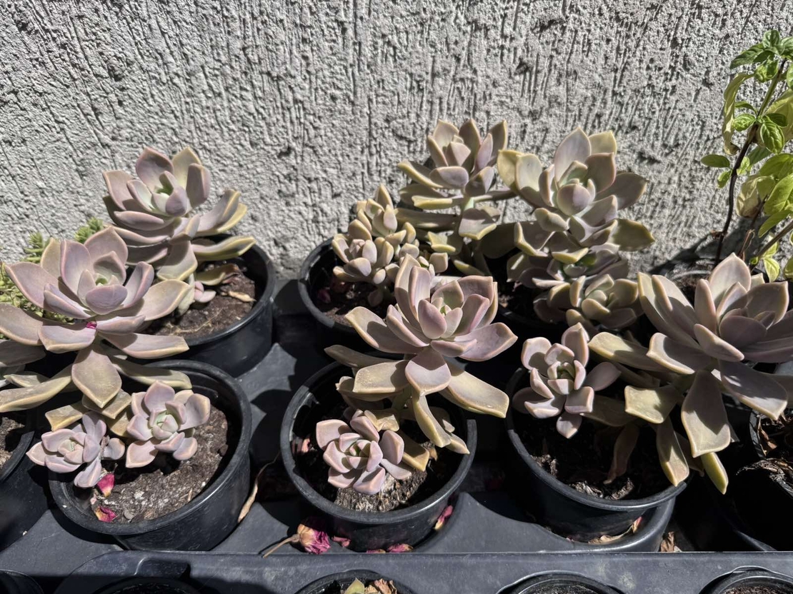 Сукулент Graptopetalum paraguayense - голям