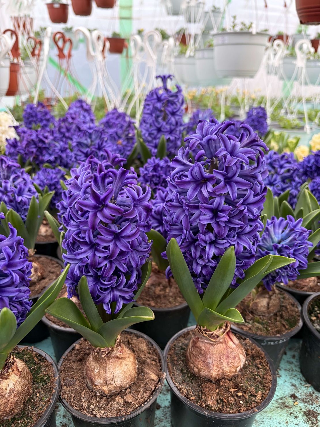 Зюмбюл Blue Jacket в саксия - единичен