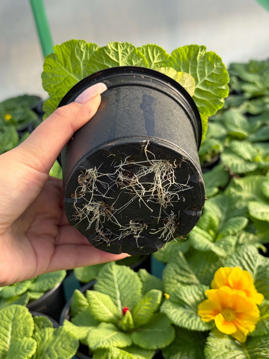 Едроцветна иглика - XL Mid Early Mix