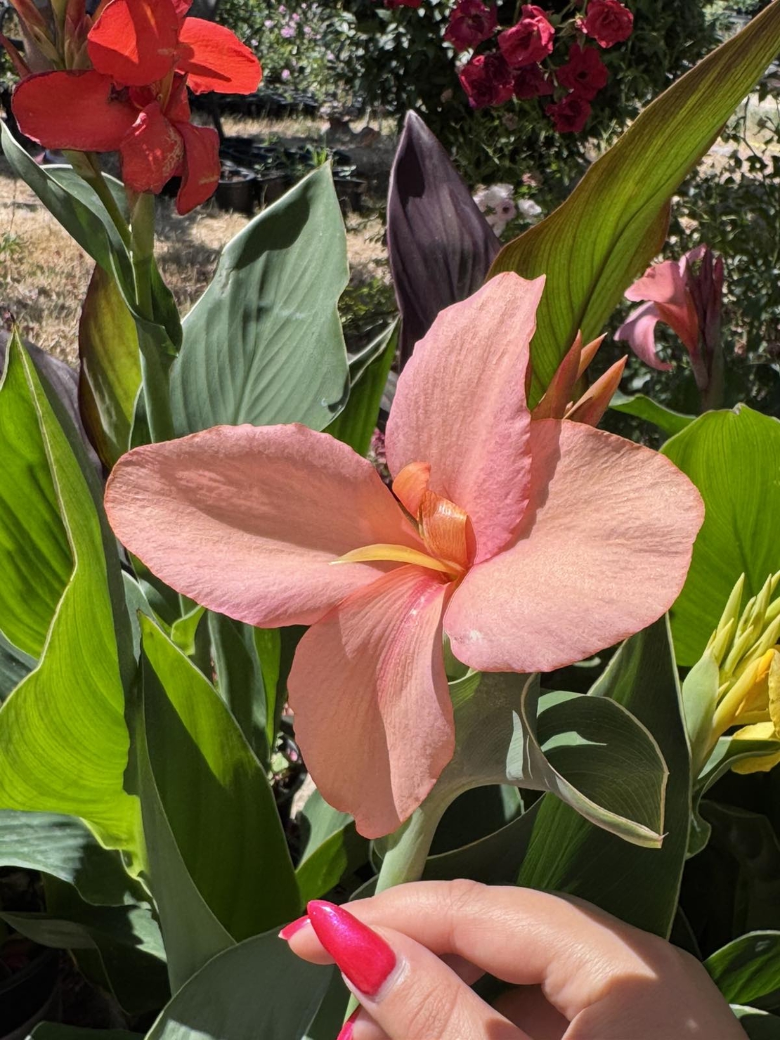 Кана / Canna CANNOVA