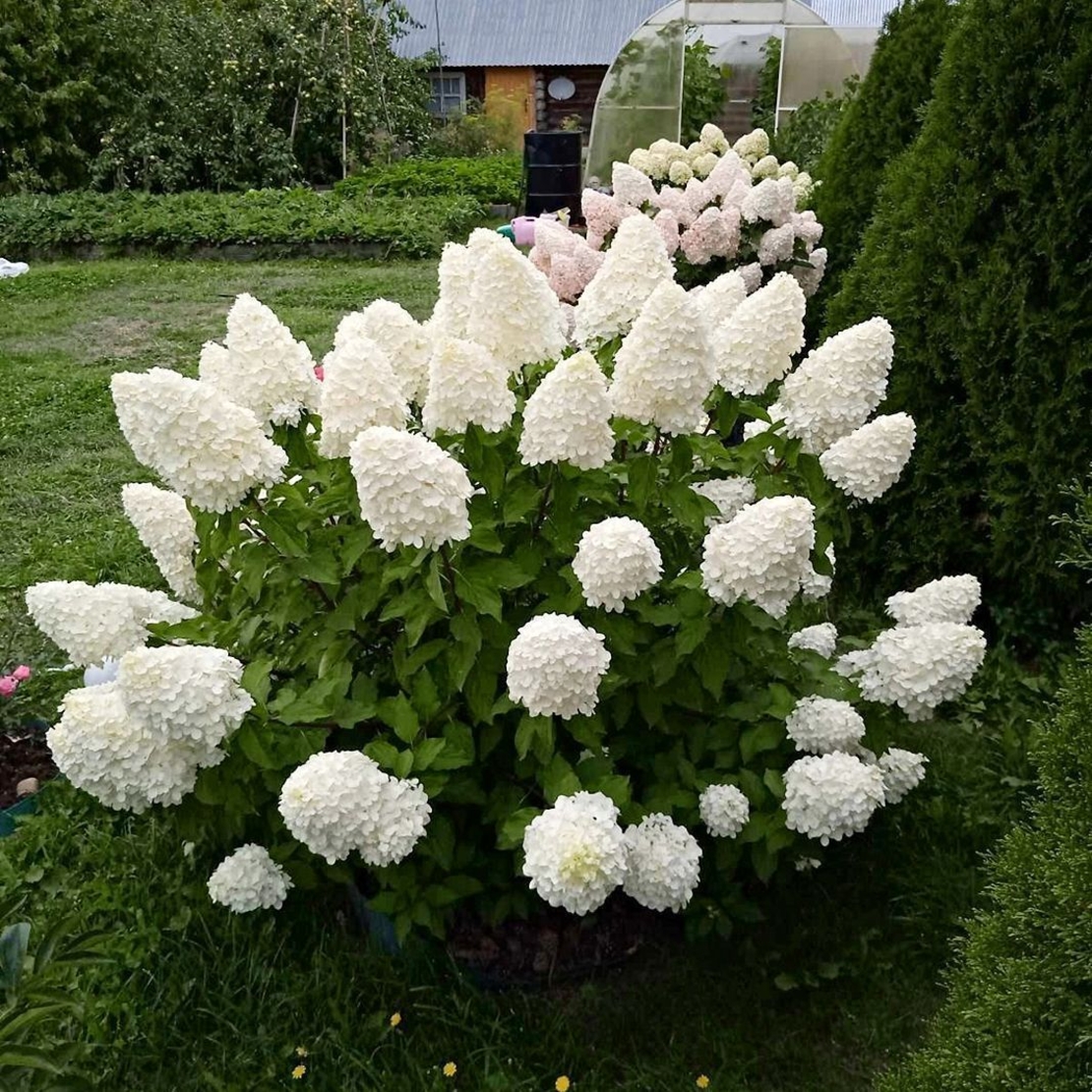 Хортензия метличеста „Полярна мечка“ - Hydrangea paniculata 'Polar Bear'