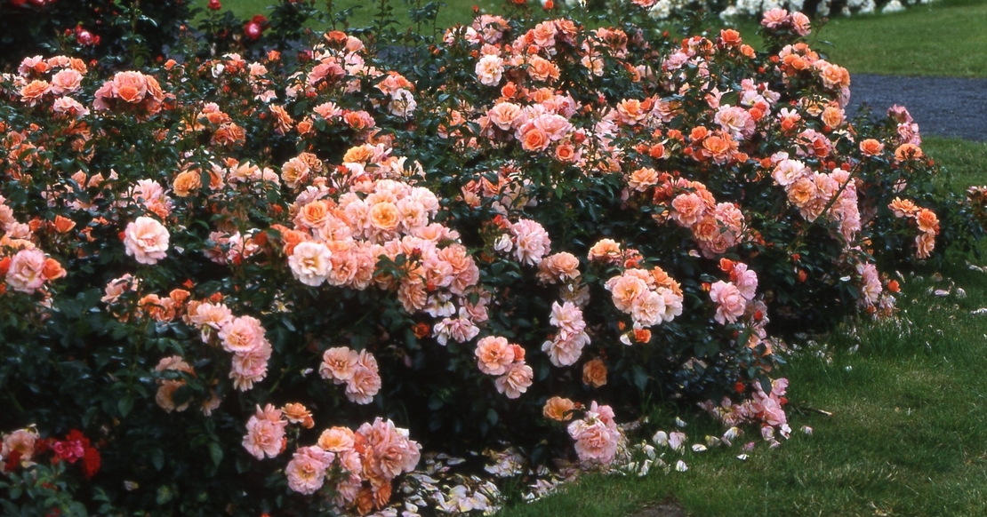 Cubana ® Rose