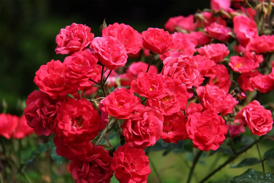 Scarlet BONICA® Meiscarlebo