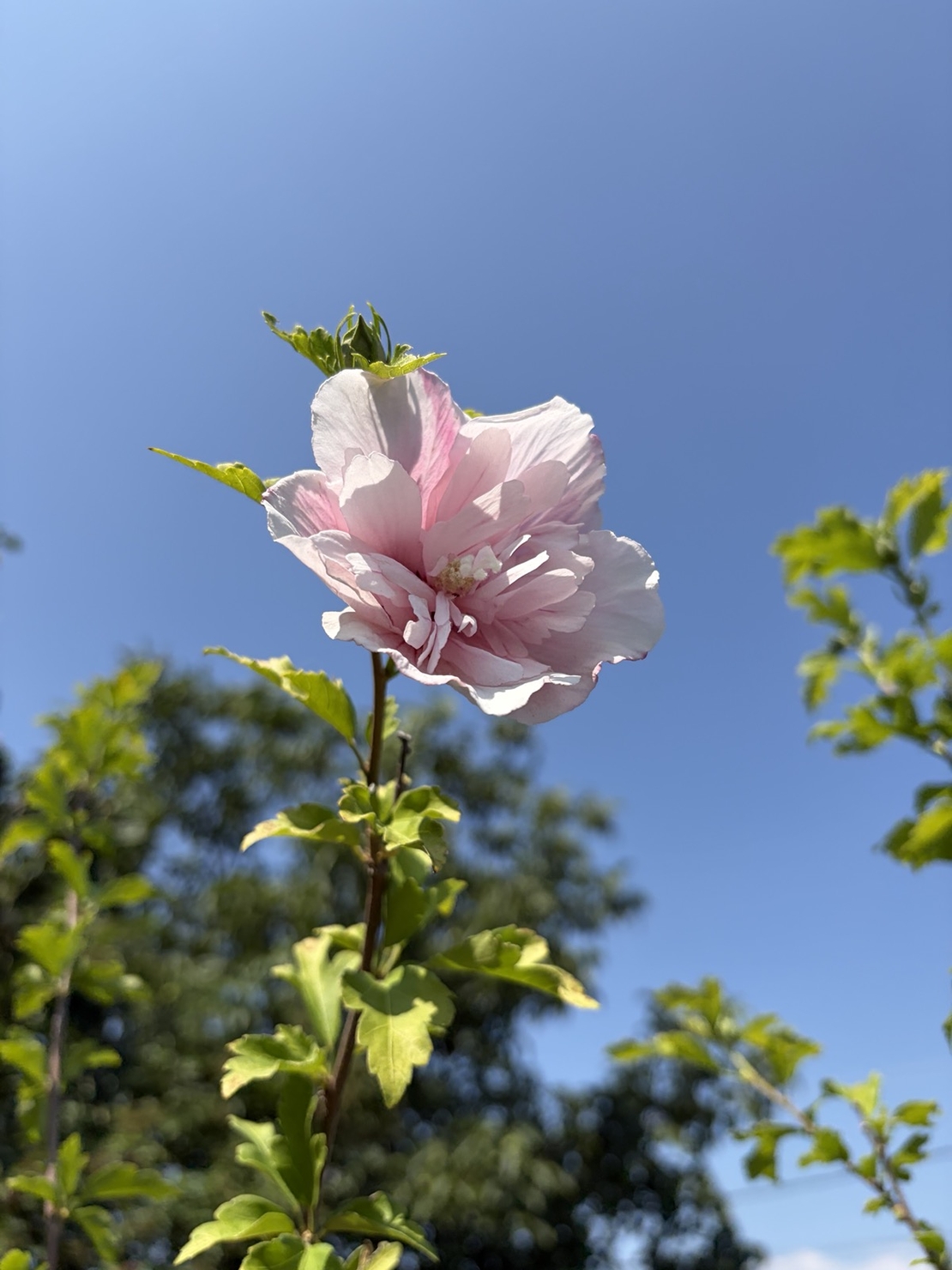 Дървовиден хибискус на щамба (Hibiscus syriacus) – кичести сортове