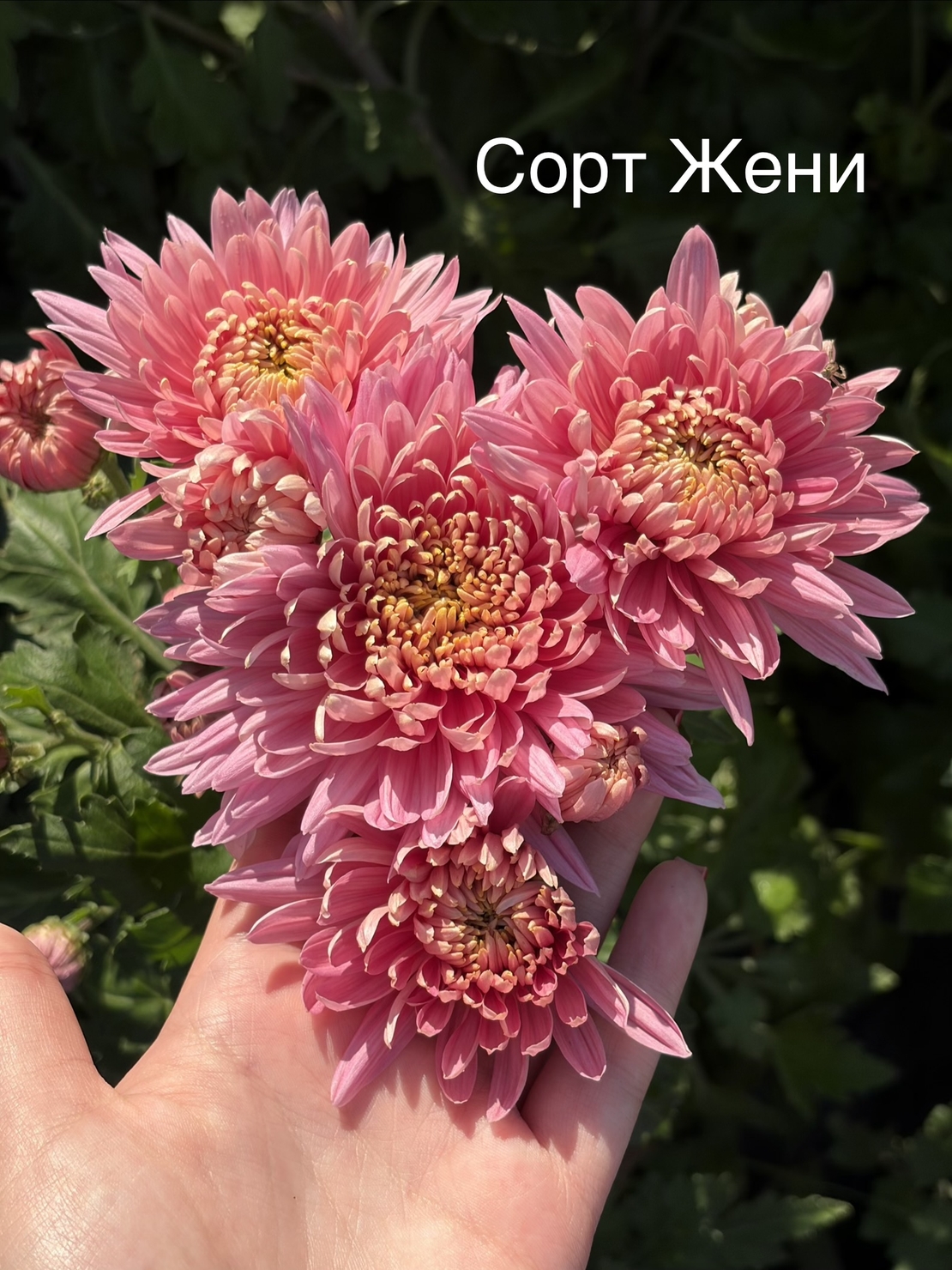 Бългрски хризантеми - различни сортове