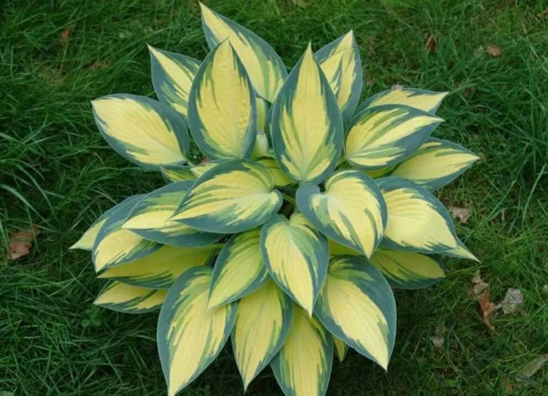 Хоста /Hosta/ - Hosta Remember Me