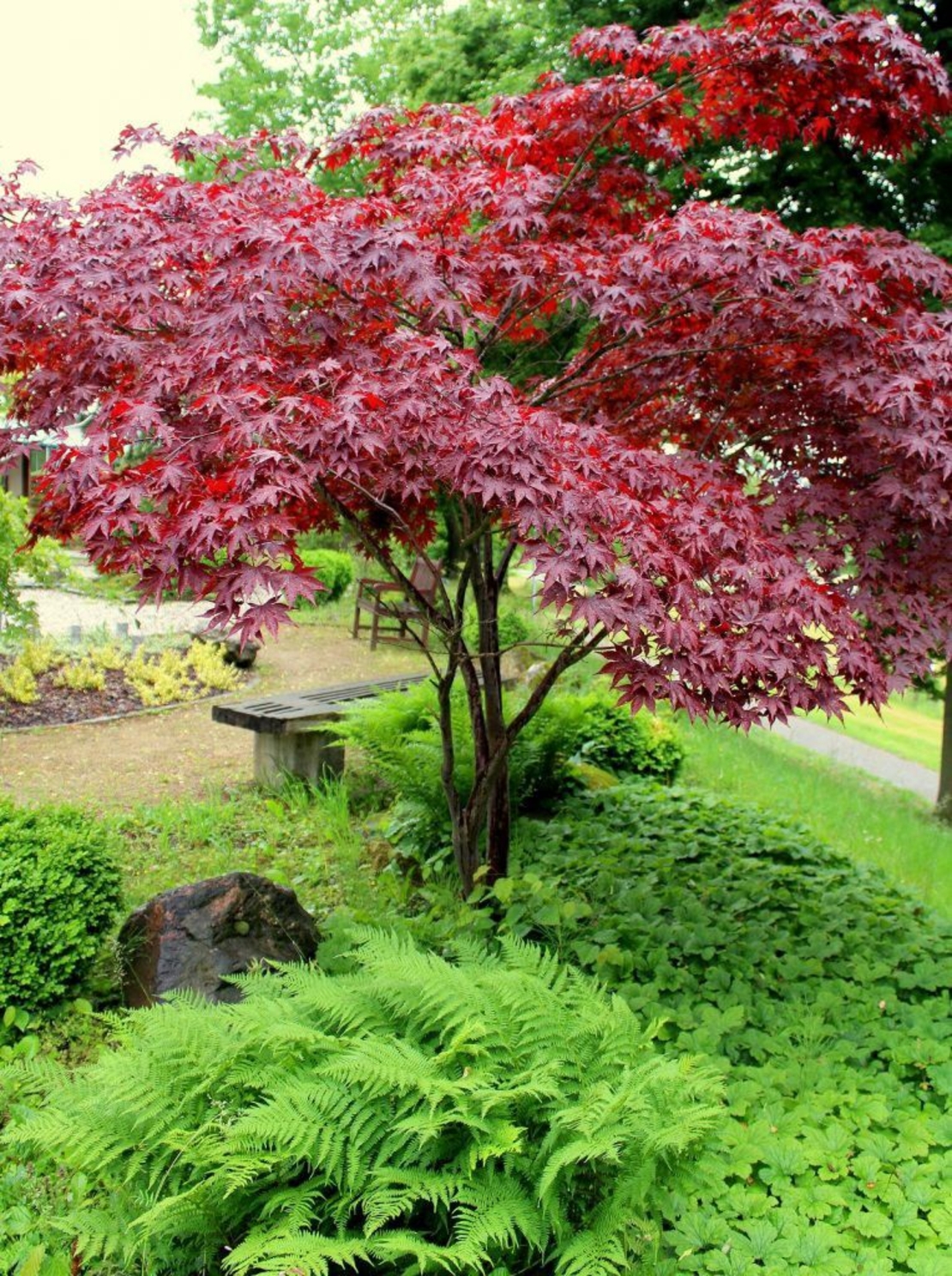 Японски клен ‘Atropurpureum’ (Acer palmatum Atropurpureum)