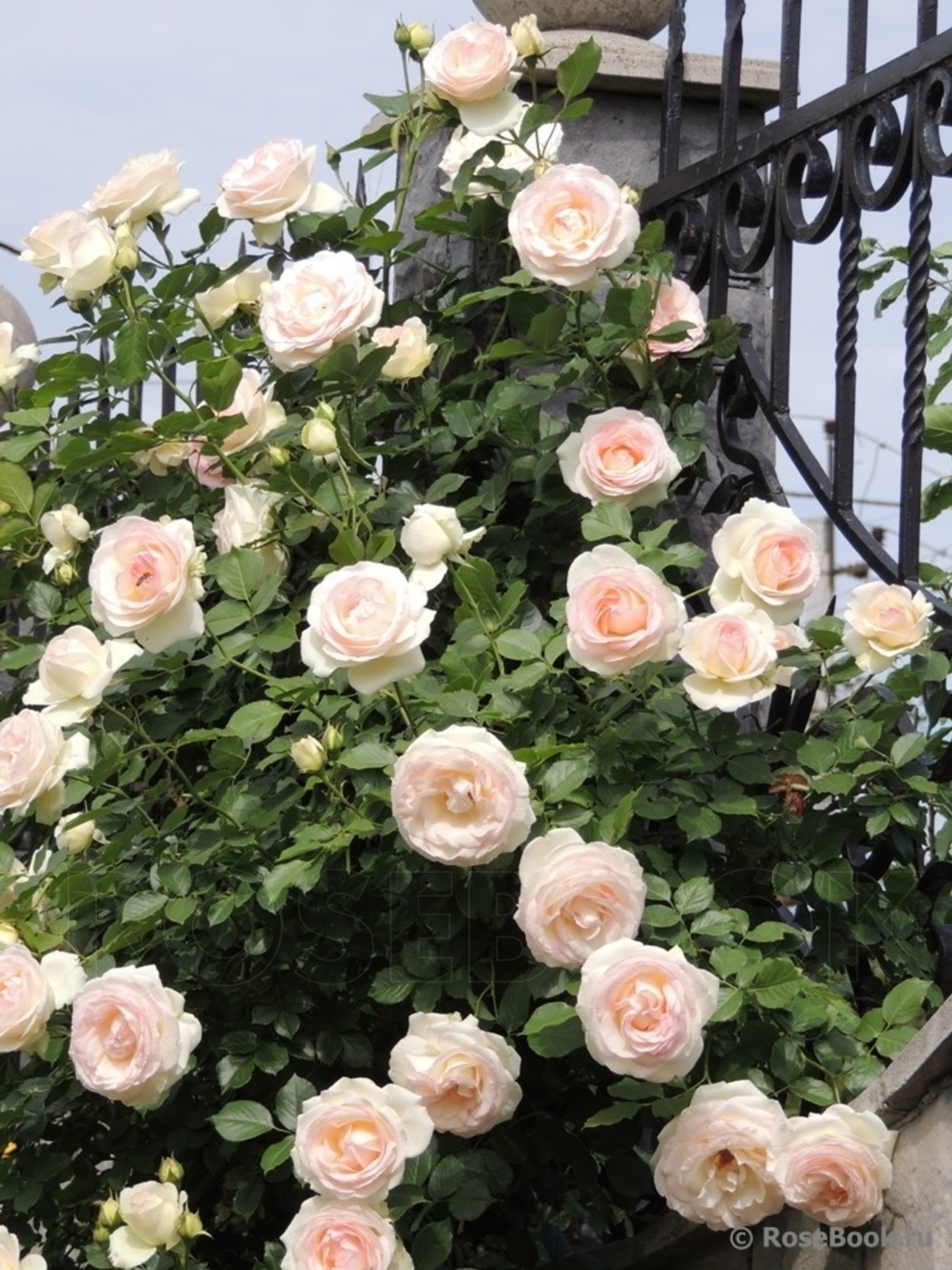 Palais Royal - White Eden Rose®
